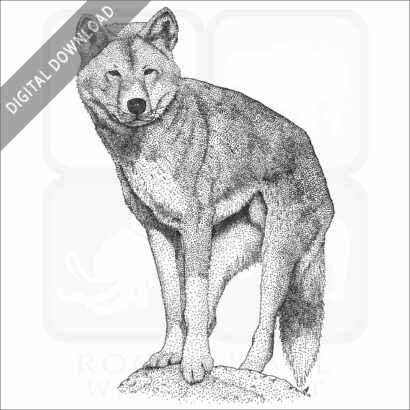 Dingo