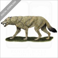 Dire Wolf stock image