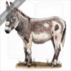 Domestic Donkey stock image