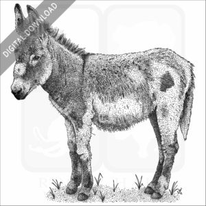 Domestic Donkey