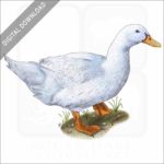 Domestic Duck stock image