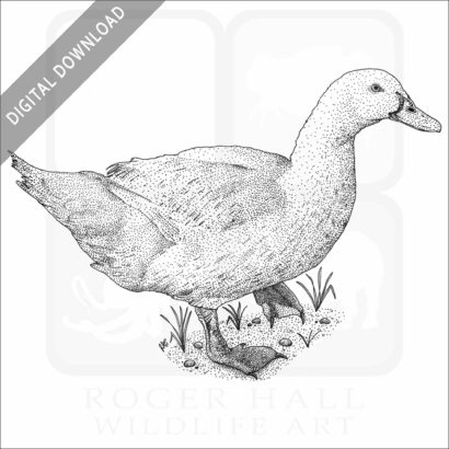 Domestic Duck