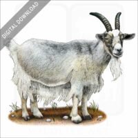 Domestic Goat stock image