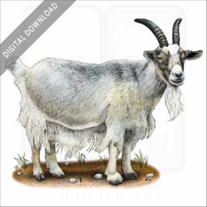 Domestic Goat stock image