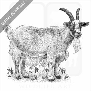 Domestic Goat