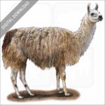 Domestic Llama stock image