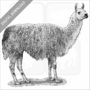 Domestic Llama