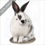 Domestic Rabbit stock image
