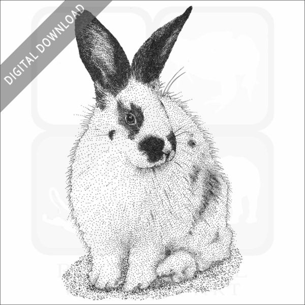 Domestic Rabbit