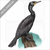 Double-Crested Cormorant stock image