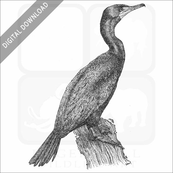 Double-Crested Cormorant