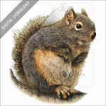 Douglas Squirrel stock image