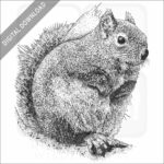 Douglas Squirrel