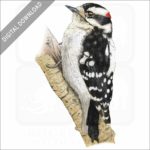 Downy Woodpecker stock image