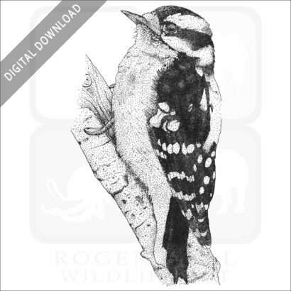 Downy Woodpecker