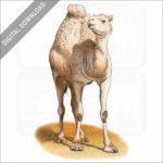 Arabian Camel or Dromedary stock image