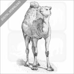 Arabian Camel or Dromedary