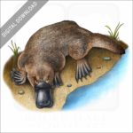 Duck-Billed Platypus stock image