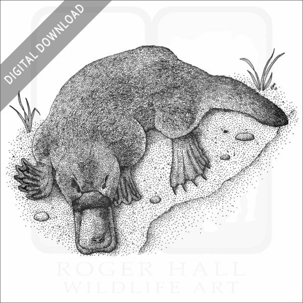 Duck-Billed Platypus