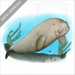 Dugong stock image