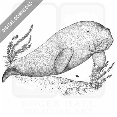 Dugong