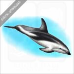 Dusky Dolphin stock image