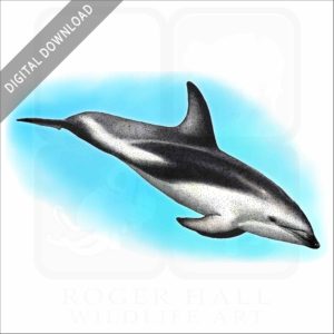Dusky Dolphin stock image