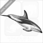 Dusky Dolphin