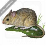 Dusky-Footed Woodrat stock image