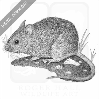 Dusky-Footed Woodrat