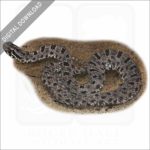 Dusky Pygmy Rattlesnake stock image