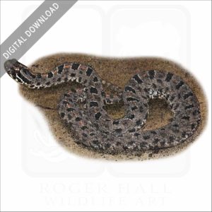 Dusky Pygmy Rattlesnake stock image