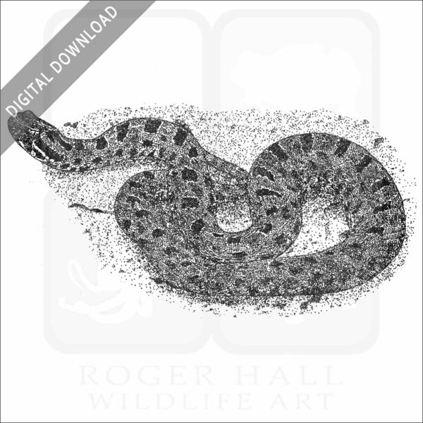 Dusky Pygmy Rattlesnake