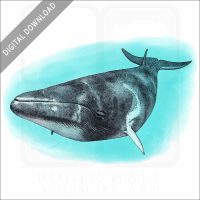 Dwarf Minke Whale stock image