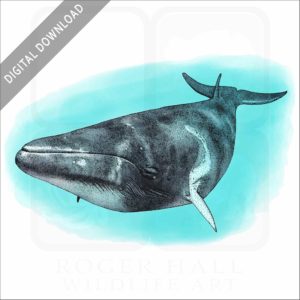 Dwarf Minke Whale stock image