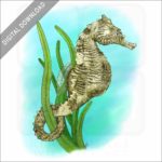 Dwarf Seahorse stock image