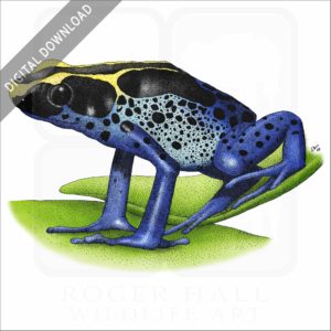 Dyeing Poison Dart Frog stock image