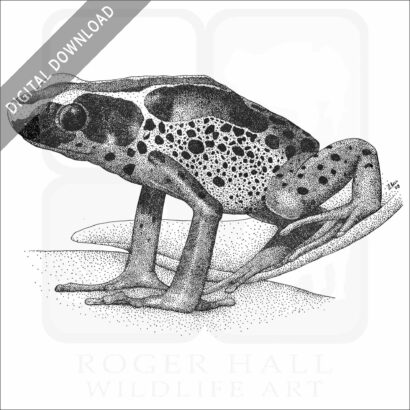 Dyeing Poison Dart Frog