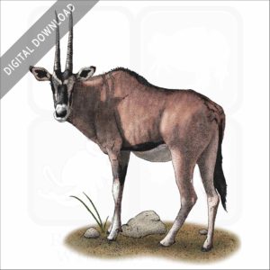 East African Oryx Stock image