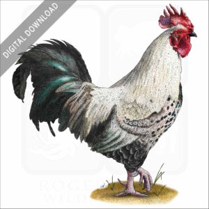Easter Eggers Chicken stock image