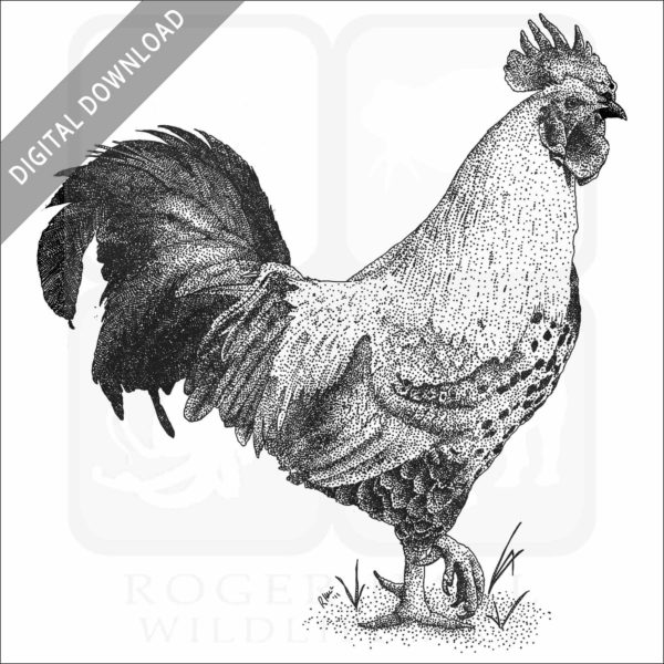 Easter Eggers Chicken