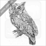 Eastern Screech Owl