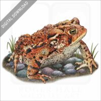 Eastern American Toad stock image