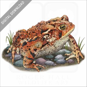 Eastern American Toad stock image