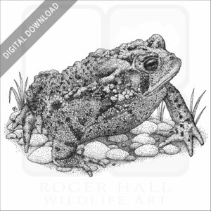 Eastern American Toad