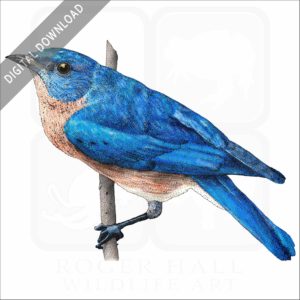 Eastern Bluebird stock image