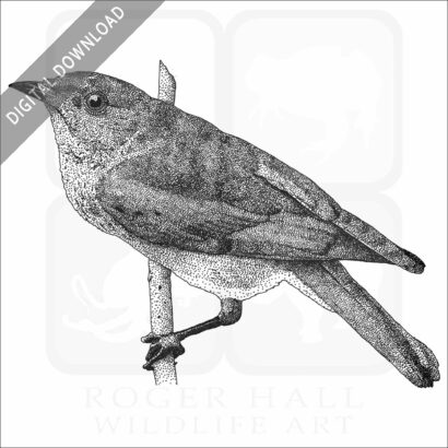 Eastern Bluebird