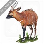 Eastern Bongo stock image