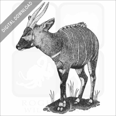 Eastern Bongo