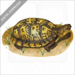 Eastern Box Turtle stock image